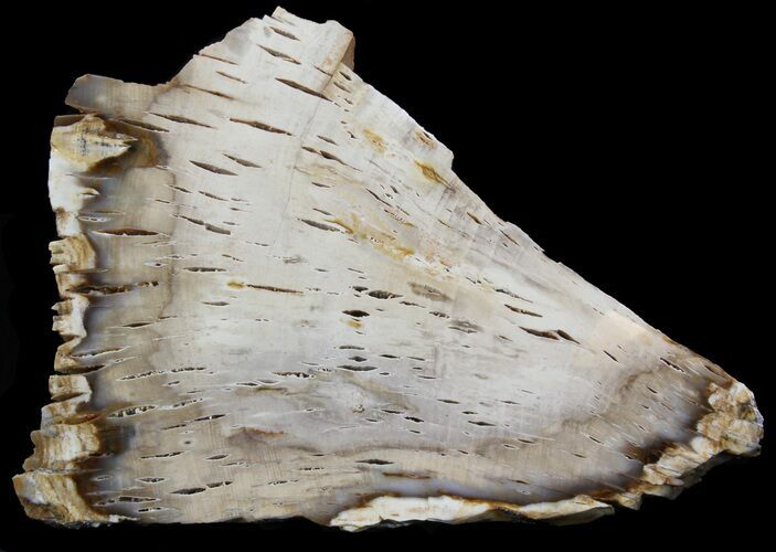 Petrified Wood Slab (Bald Cypress) - Saddle Mountain, WA #41964